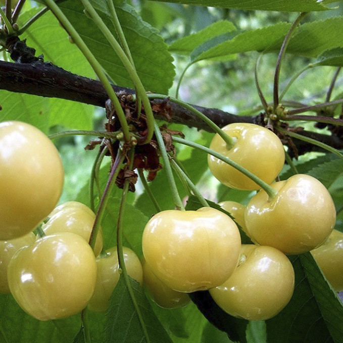 Саджанці черешні Розсошанська Золота (привитий) - 2-річний Чернівці - фото 1