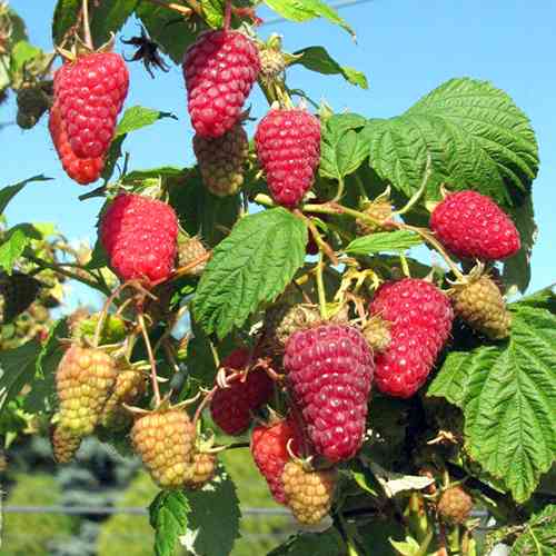 Саджанці малини Поемат (черенкований) - 1-річний Чернівці