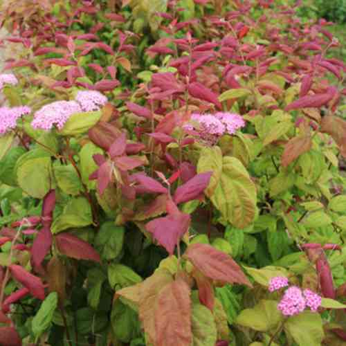 Саженцы спиреи Великолистная (черенкованный) - 2-летний Черновцы