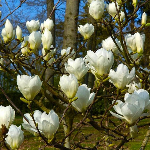 Саженцы магнолии Джейд Лемп (черенкованный) - 2-летний Черновцы - изображение 1