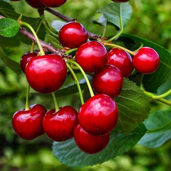 Саджанці вишні Ксенія (привитий) - 1-річний Чернівці