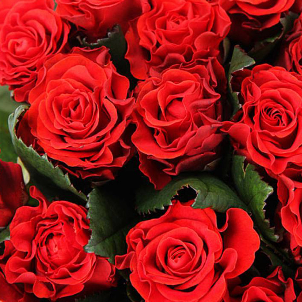 Саженцы чайно-гибридных роз Эль Торо (привитый) Черновцы - изображение 1