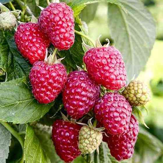 Саджанці малинового дерева Галактика (черенкований) - 1-річний Чернівці