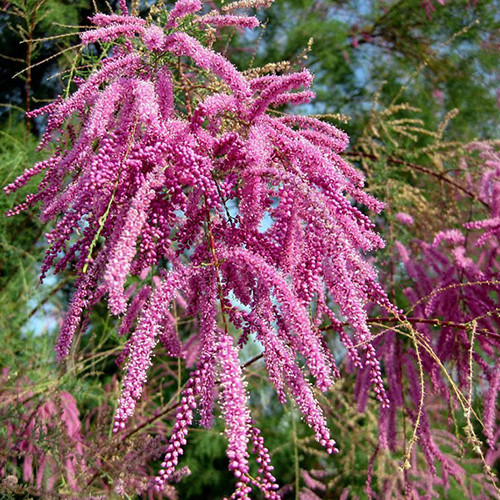 Саджанці тамариксу Пінк Каскад (черенкований) - 1-річний Чернівці - фото 1