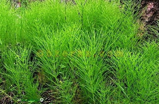 Хвощ польовий (Хвощ полевой)100г master sem Киев - изображение 1