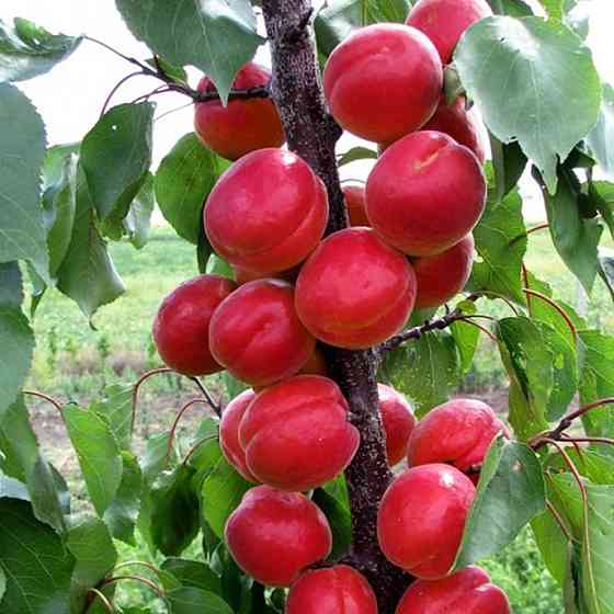 Саджанці абрикоса Біг Ред (привитий) - 1-річний Чернівці