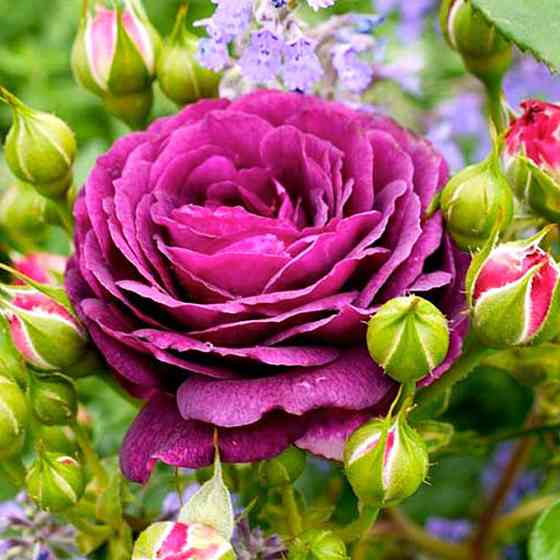 Саженцы роз флорибунда Эбб Тайд (привитый) Черновцы