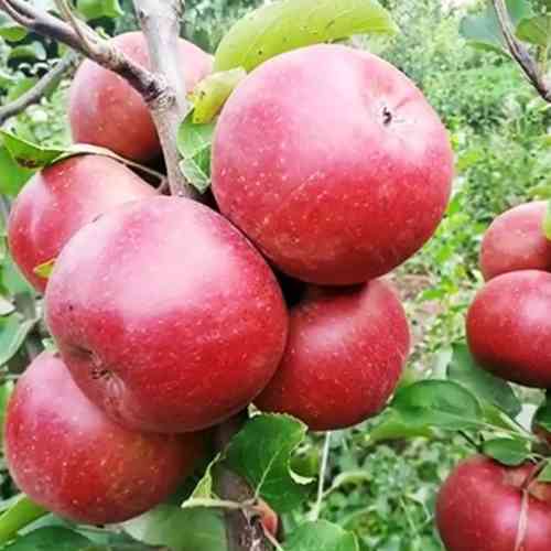 Саджанці яблуні Трініті (привитий) - 1-річний Чернівці