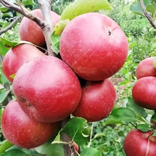 Саженцы яблони Тринити (привитый) - 1-летний Черновцы - изображение 1