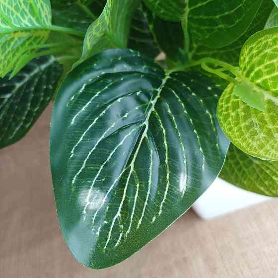 Штучний кущ фітонії із латексу Дніпро