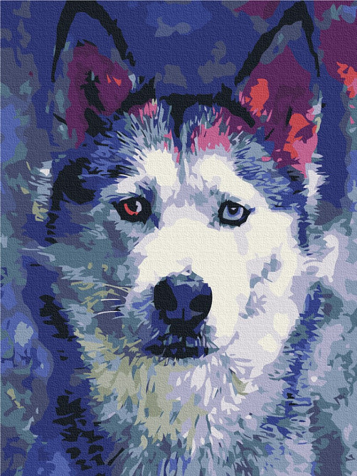 Погляд Хаскі Київ - фото 1