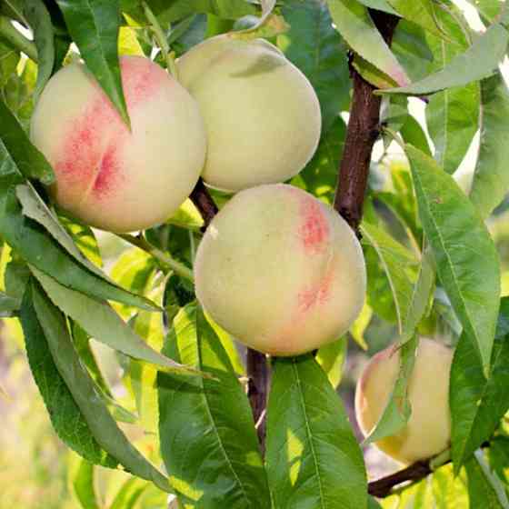 Саженцы персика Белый Лебедь (привитый) - 2-летний Черновцы