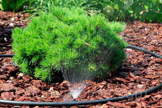 Мікроджет Presto-PS крапельниця для поливу Крокус 43 л/год 90° (7717) Харьков