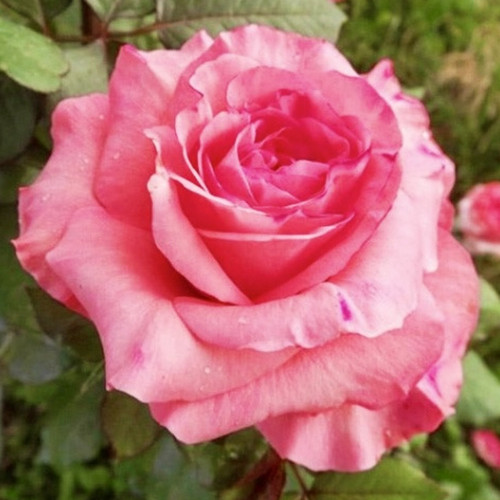 Саженцы роз Артур Рембо (привитый) - 2-летний Черновцы - изображение 1