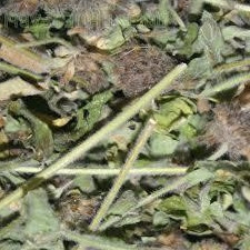 Пахучка обыкновенная, 50г master sem Киев - изображение 2