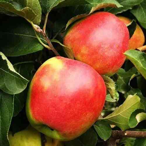 Саджанці яблуні Канзі (привитий) - 2-річний Чернівці