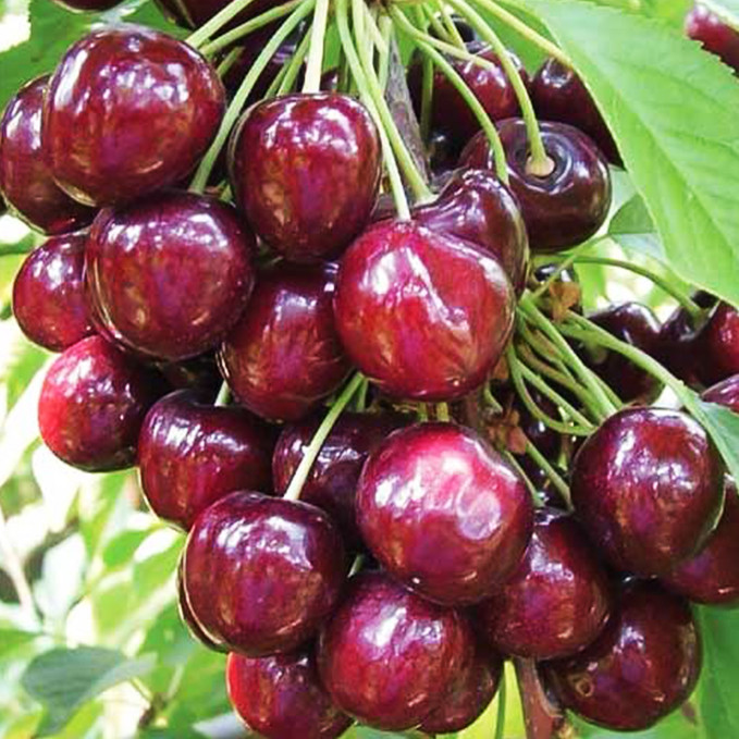 Саджанці черешні Наполеон (привитий) - 2-річний Чернівці - фото 1