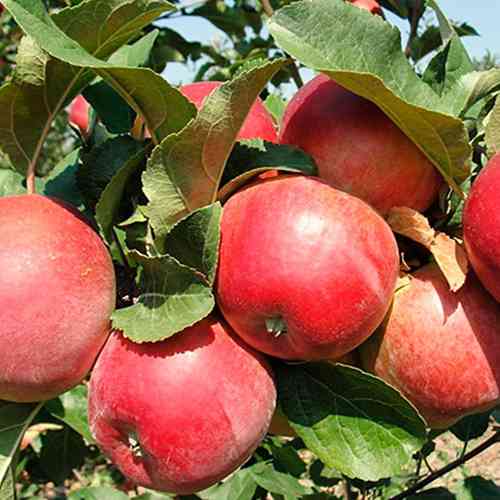 Саджанці яблуні Тодес (привитий) - 1-річний Чернівці