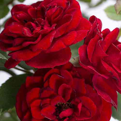 Саджанці троянд Ред Вельвет (привитий) - 2-річний Чернівці