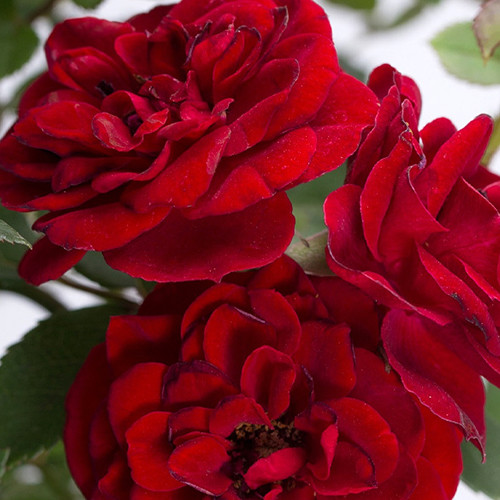 Саджанці троянд Ред Вельвет (привитий) - 2-річний Чернівці - фото 1