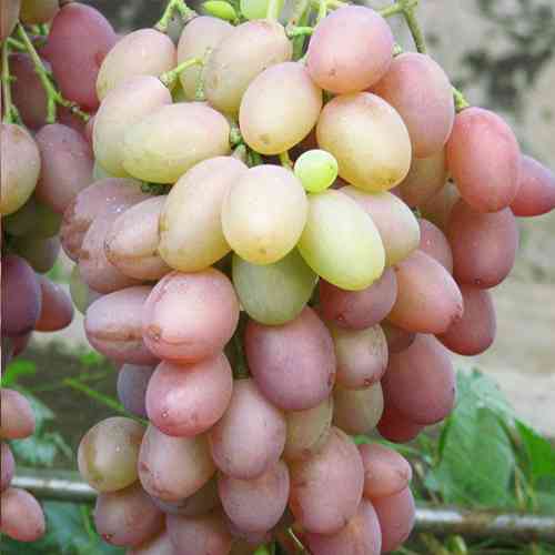 Саженцы винограда Денал (черенкованный) - 1-летний Черновцы