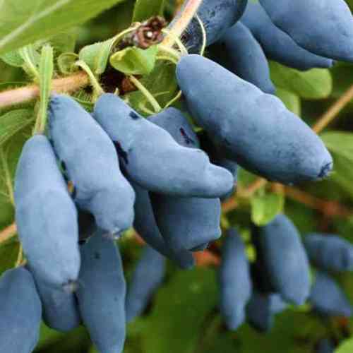 Саженцы жимолости Атут (черенкованный) - 3-летний Черновцы