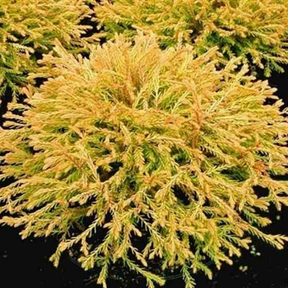 Саженцы западной туи Голден Таффет Черновцы