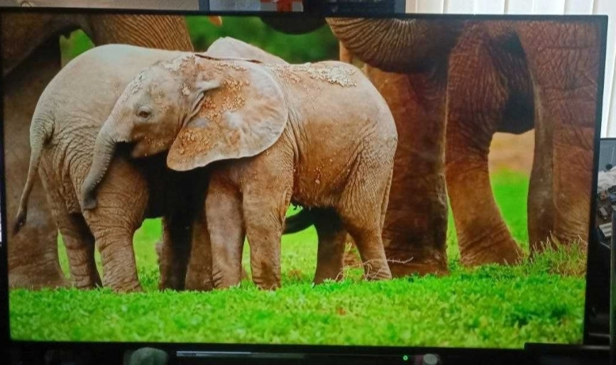 Телевизор: 65