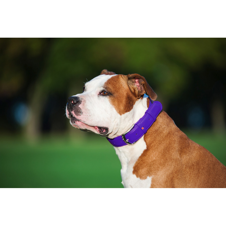 Нашийник для собак шкіряний WAUDOG Glamour з QR паспортом, без прикрас, L, Ш 25 мм, Дов 38-49 с Коломия - фото 7