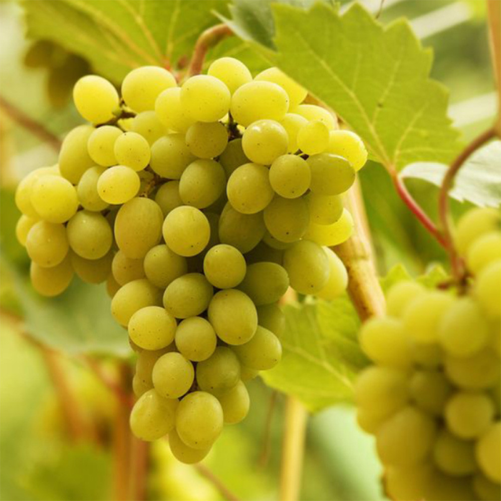 Саджанці винограду Лора (черенкований) - 2-річний Чернівці - фото 1