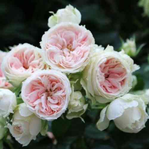 Саджанці троянд Пашміна (привитий) - 2-річний Чернівці