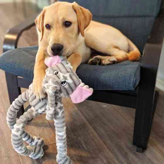 Іграшка для собак Patchwork Pet Ellie Elephant (Печворк ПтСлон Еллі) Запоріжжя