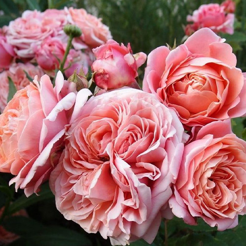 Саженцы роз Мэри Энн (привитый) - 2-летний Черновцы - изображение 1