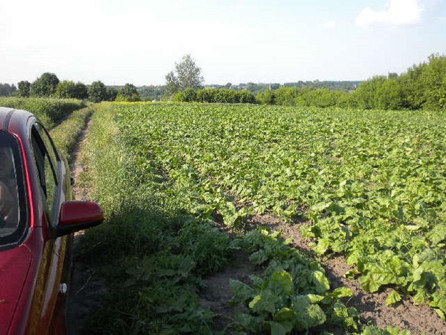 Участок Большие Прицки с., Кагарлыкский р-н, озера, лес, Днепр – 5км. Кагарлык - изображение 7