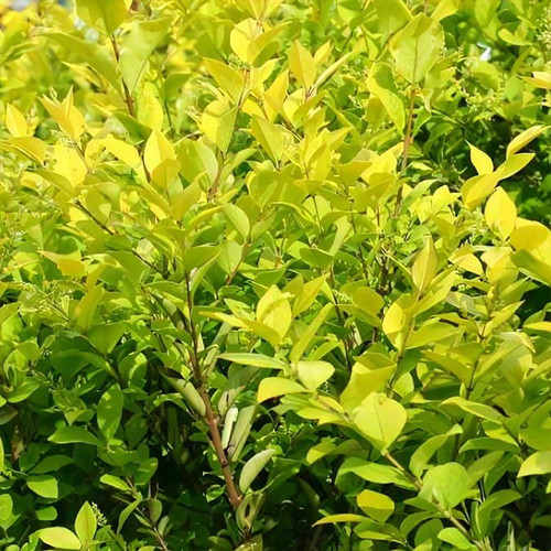 Саджанці бірючини Вікарі (черенкований) - 2-річний Чернівці - фото 1