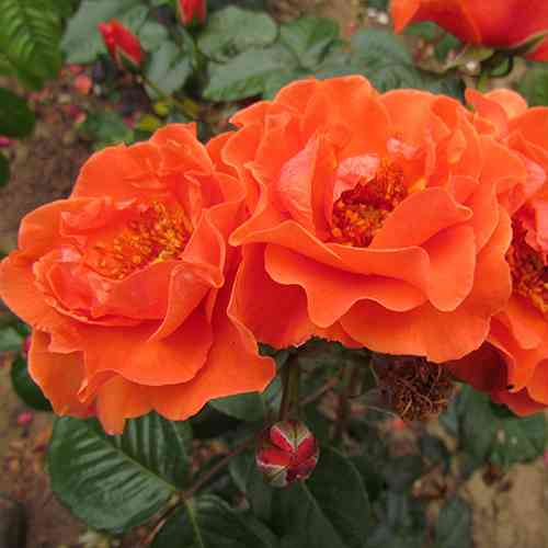 Саженцы роз Файер Кинг (привитый) - 2-летний Черновцы