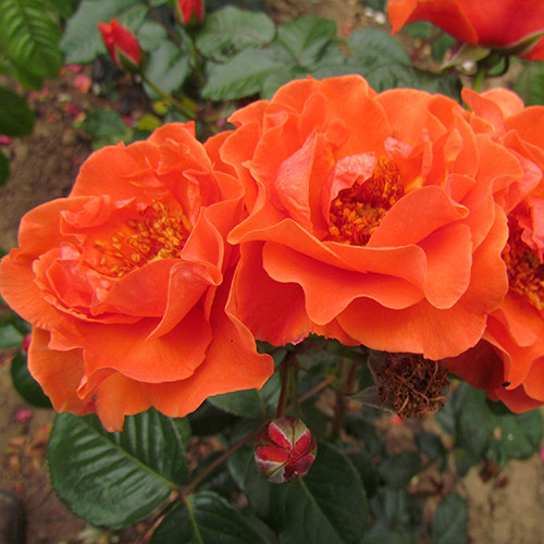 Саженцы роз Файер Кинг (привитый) - 2-летний Черновцы - изображение 1