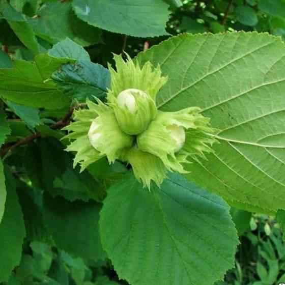Саженцы фундука Керассунд (отводок) - 2-летний Черновцы