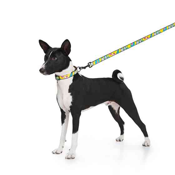 Повідець для собак нейлоновий WAUDOG Nylon, малюнок "Рік та Морті 1", L-XXL, Ш 25 мм, Дл 122 см Коломия