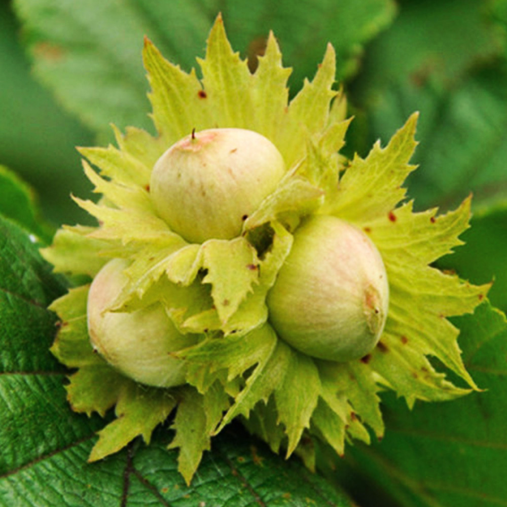 Саженцы фундука Морозовский - 2-летний Черновцы - изображение 4