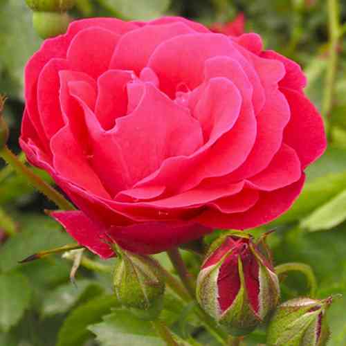 Саженцы роз Джордж Ванкувер (привитый) - 2-летний Черновцы