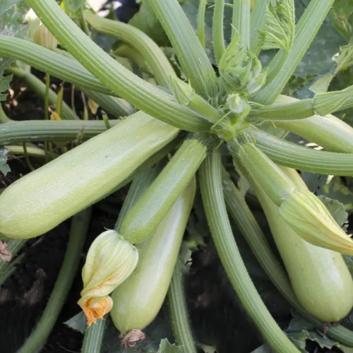 Кабачок Ангеліна F1 салатовий 5шт Професійне насіння Житомир - фото 2