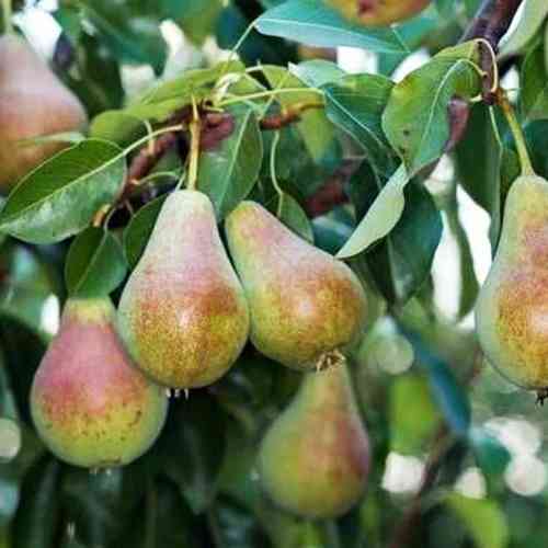 Саженцы груши Банановая (привитый) - 1-летний Черновцы