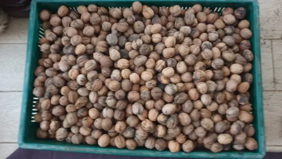 Орехи 2025. Одесса Одесса