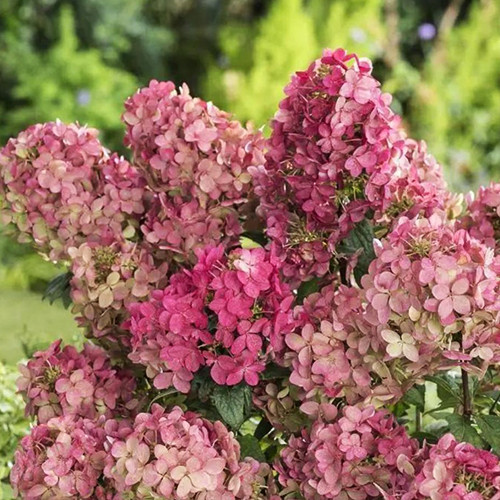 Саженцы гортензии Панфлора (черенкованный) - 1-летний Черновцы - изображение 1