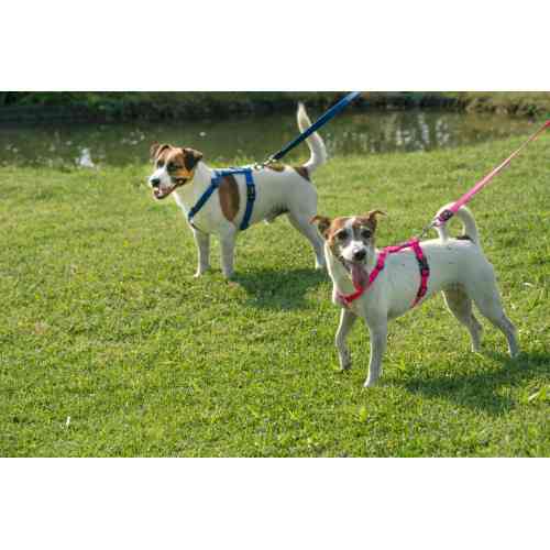 Поводок GimDog для собак Harlem розовый неопрен 120 см/20 мм Киев