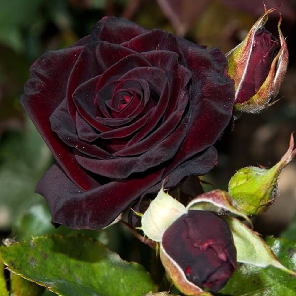 Саджанці плетистих троянд Чорна Королева (привитий) Чернівці - фото 2