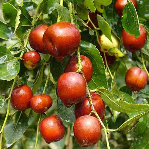 Саженцы зизифуса Десертный - 1-летний Черновцы