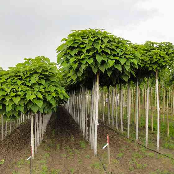 Саджанці бігнонієподібної катальпи Нана - 2-річний Чернівці
