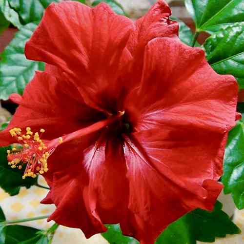 Саженцы гибискуса Китайская Роза (черенкованный) - 1-летний Черновцы